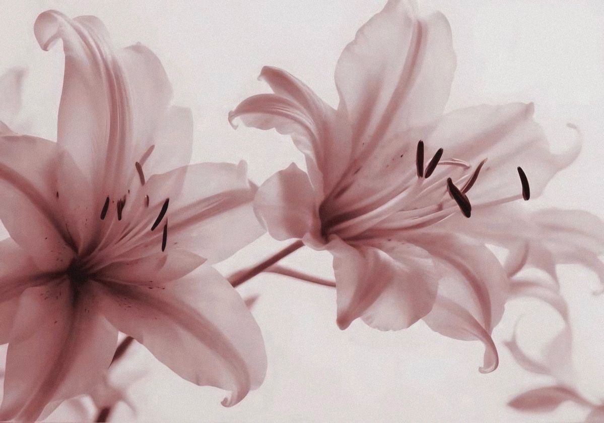 nxveuss's tweet photo. edtwt intro  .ᐟ 

𑣲 . . .  navi

            ─     she , 19
            ─      𝐞sp . 𝐞ng

            ─     not new to edtwt
            ─     hw ⋆ cw  ; 65 𝐤𝐠
            ─     gw ; 47 𝐤𝐠

. . . 💌 !

#edtwt https://t.co/Mg1tND6Fov