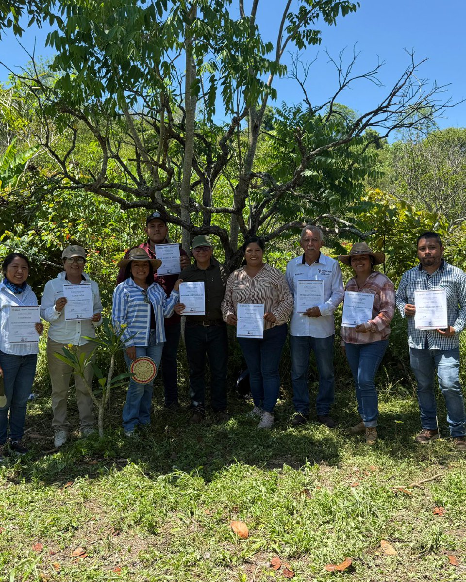 semvidamx's tweet photo. En Papantla, Veracruz, integrantes de las CAC fortalecen su proceso de certificación orgánica bajo normas mexicana, estadounidense, europea y japonesa, mediante capacitación y visitas de inspección a unidades de producción.

#OrgulloSV https://t.co/qje9swFOgq