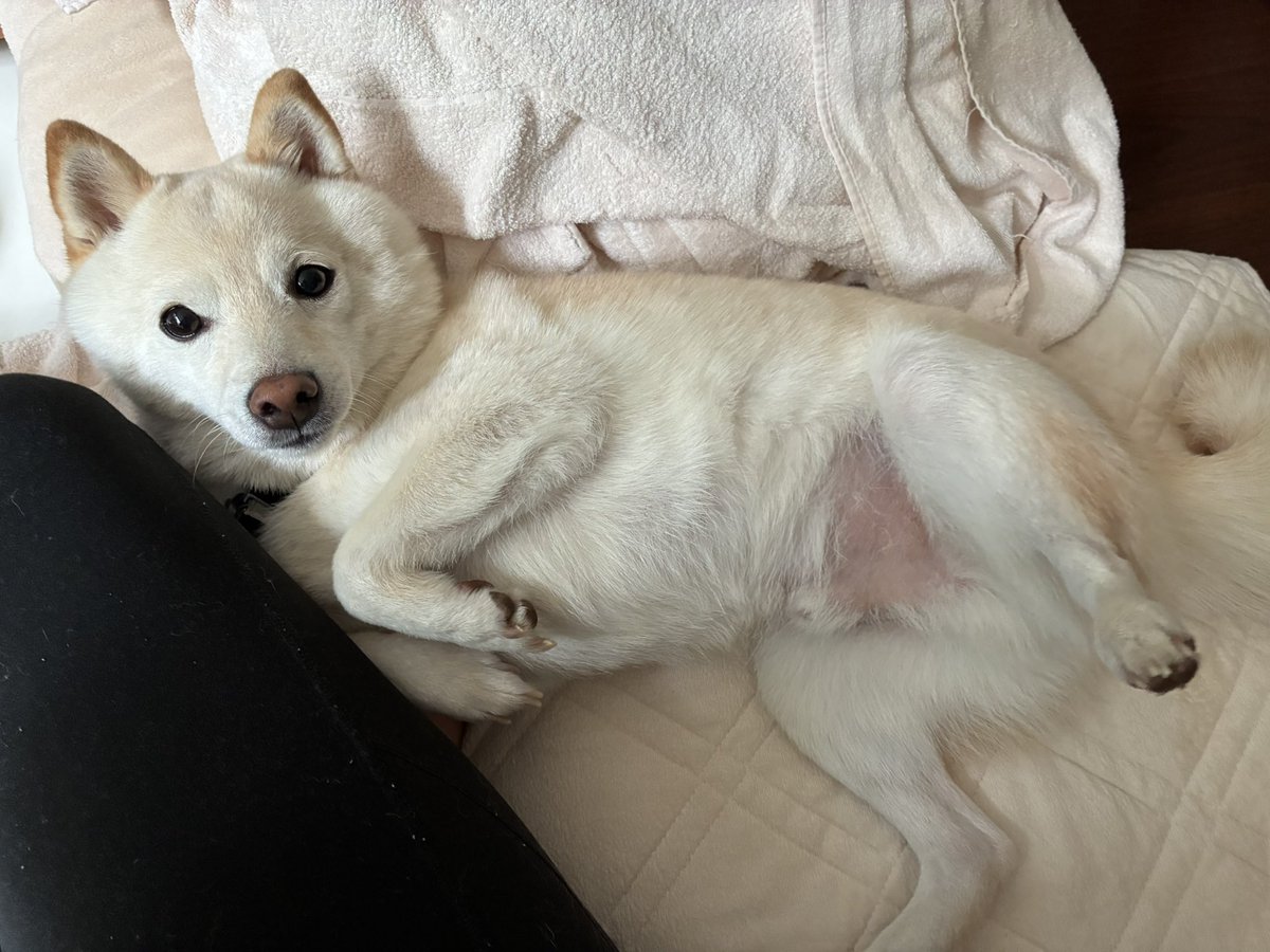 わさび様確認用♡ お腹がピンクなわさび