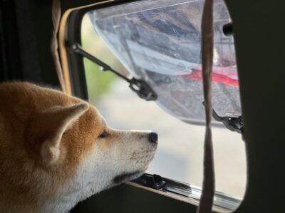 AnimalPetitions.org tweet media