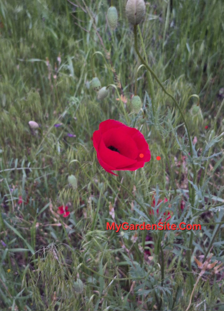 mygardensite's tweet photo. The poppy is one of the most recognizable wildflowers, known for its bright red petals and delicate beauty. It often blooms in fields and meadows, creating stunning natural landscapes. 🌺

#Poppy #Wildflowers #Nature https://t.co/VhenkRCl5r