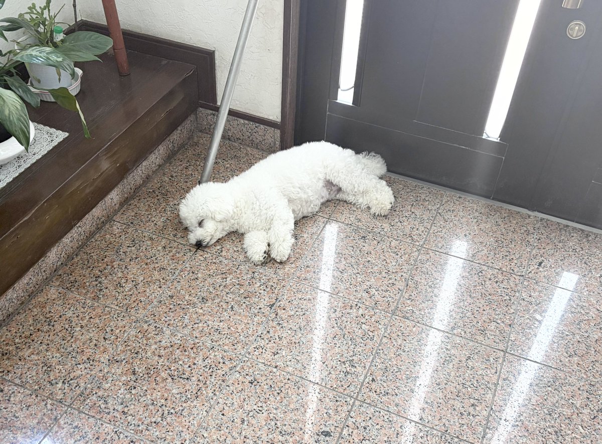 alice771's tweet photo. 犬が玄関に落ちている https://t.co/znmW4xwdLi