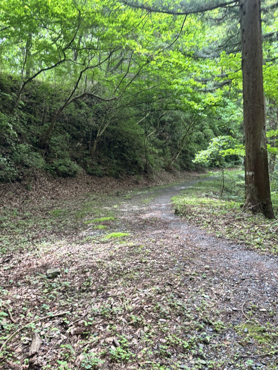 M_FJ's tweet photo. めっちゃ久々に小下沢林道走。猛暑を覚悟してたけど午前中はそうでもなかった。 https://t.co/SwUtfvhsVP