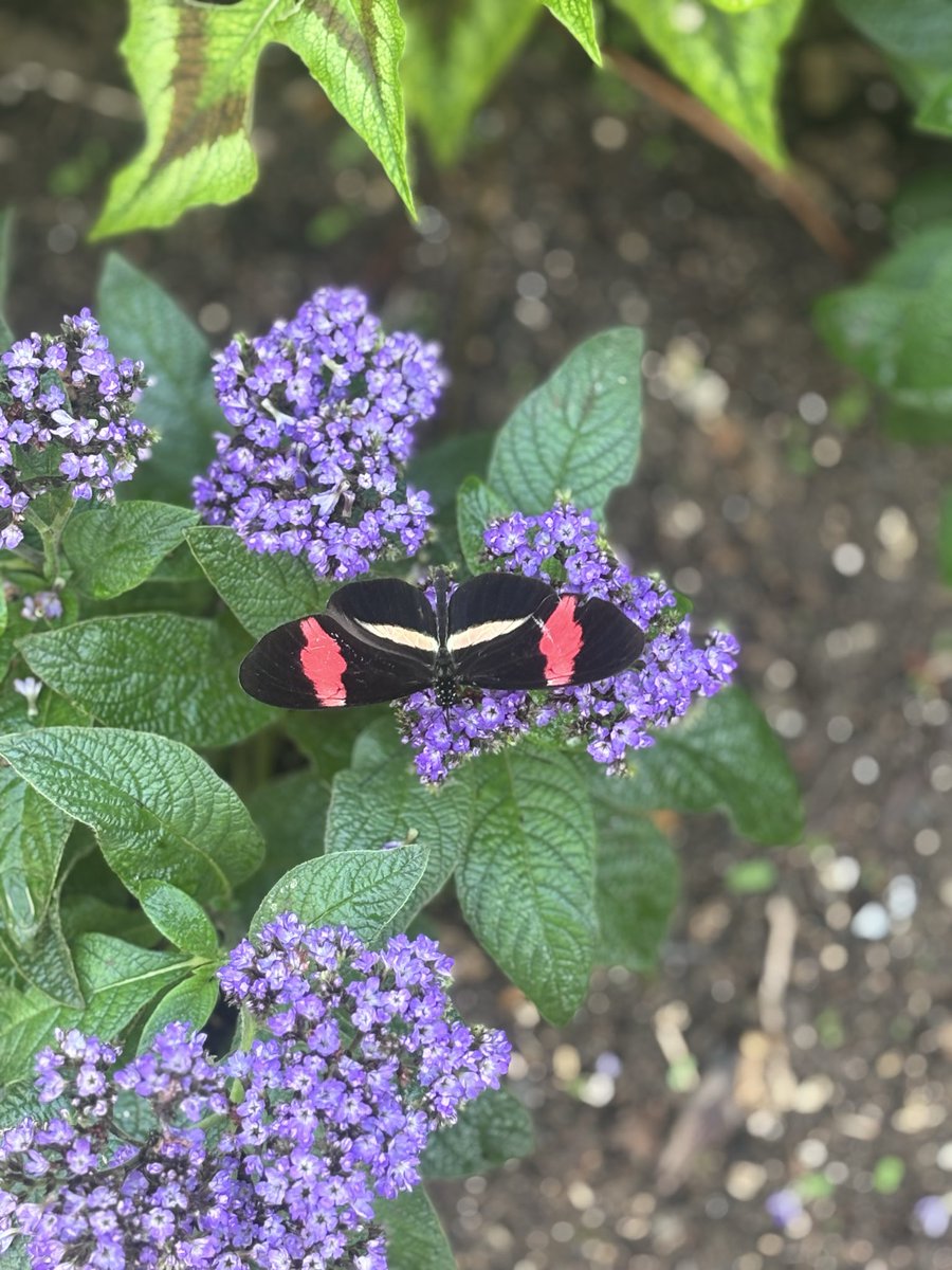 stitch_32's tweet photo. loving my best in person Animal Crossing life, but wish I’d taken the big camera (my spell check keeps autocorrecting living to loving and I’ve  decided im just going to go with it) 🦋 https://t.co/jl0CD1wsfZ