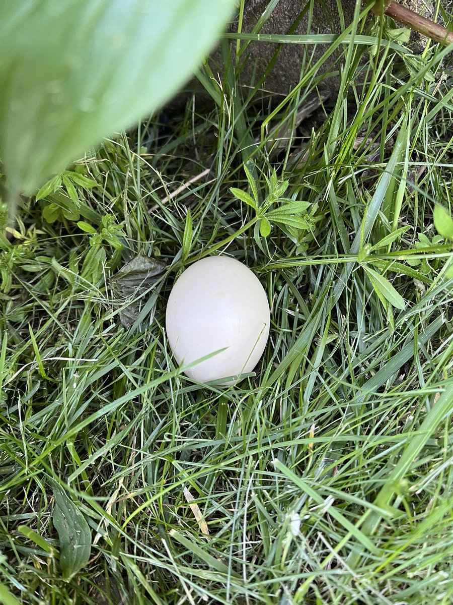 Rokusetsuyou's tweet photo. 裏庭に誰かの卵の落とし物。鶏卵より一回り小さくて少し色が茶色い。これは以前あそこの上に巣を作っていた鳩の卵のような気もするし鴨の卵のような気もする。いずれにせよもう巣には戻せないので家に持って入って来たけれどどうしようか迷う🫩 https://t.co/RqIV2V1Bh0