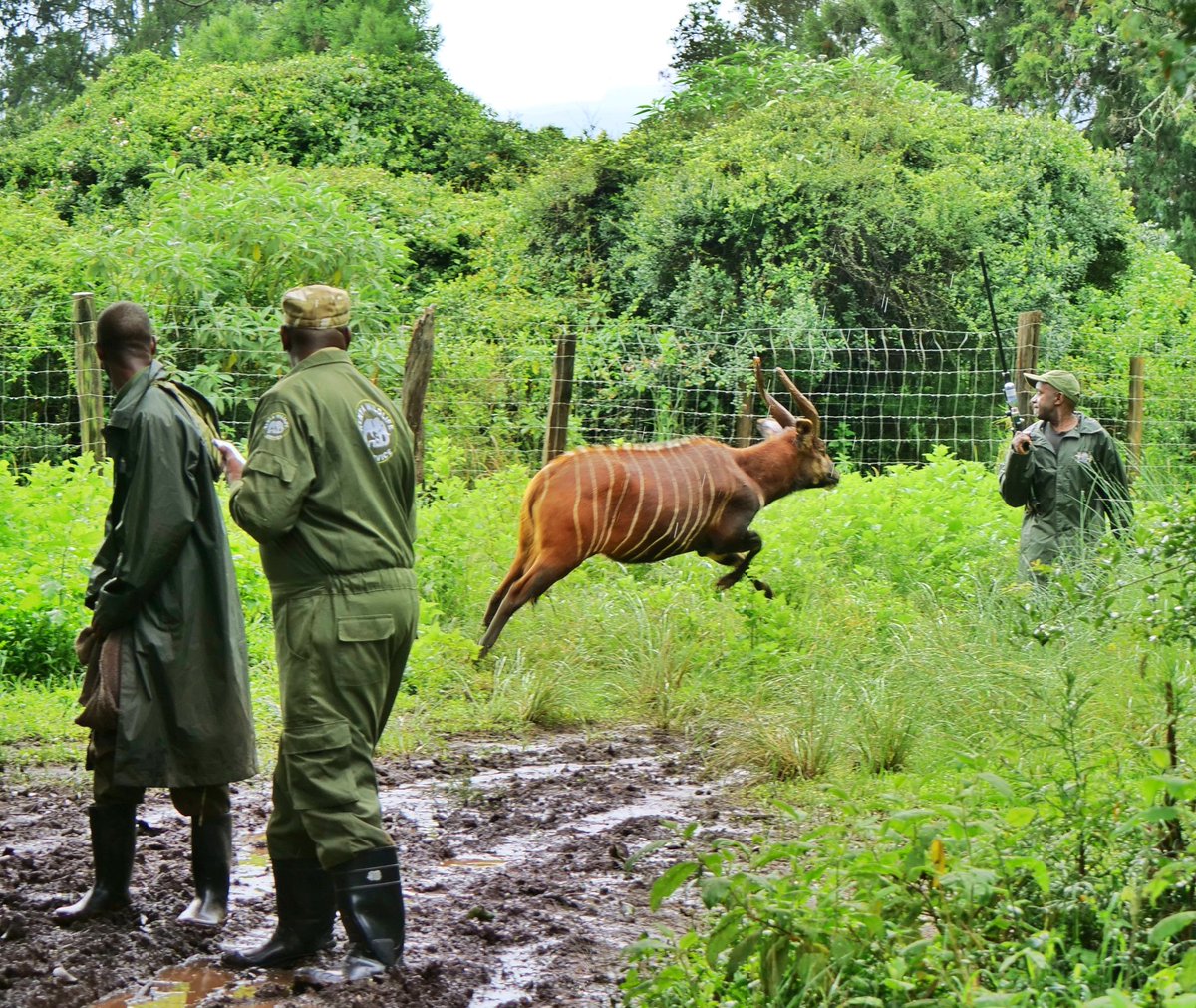 KWSKenya's tweet photo. Arsenal fans vile wanatoroka banter leo... 🏃🏿‍♂️💨

"Why are you running? 🤣"

Happy World Bongo Day! 💚 https://t.co/oJCKRo4hoe