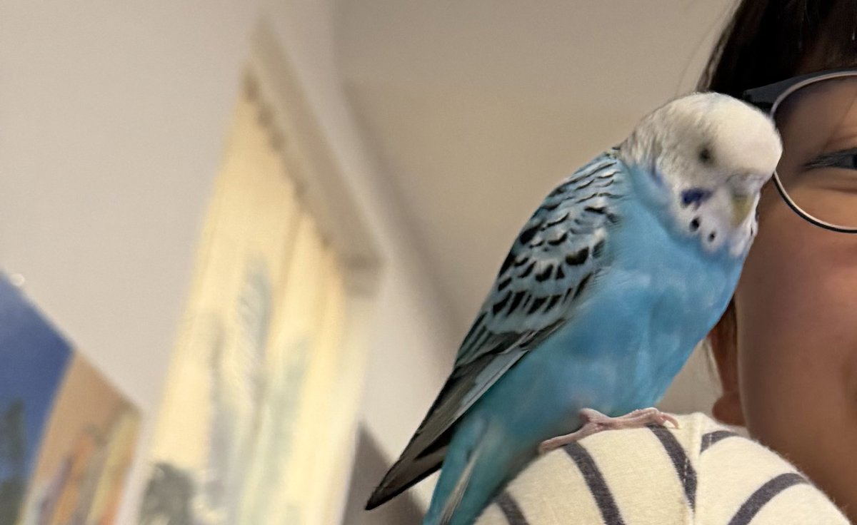 yc5KsVpWQmmzj1J's tweet photo. 青いセキセイインコのピーちゃんを探しています。
2026年5月30日の15時頃、マンションの窓から飛び出してしまいました。
メスの5歳のとても元気の良い子です。
人馴れしているので、どなたかに保護されているようでしたらご連絡をお願いいたします。 https://t.co/QnheS5hg8n