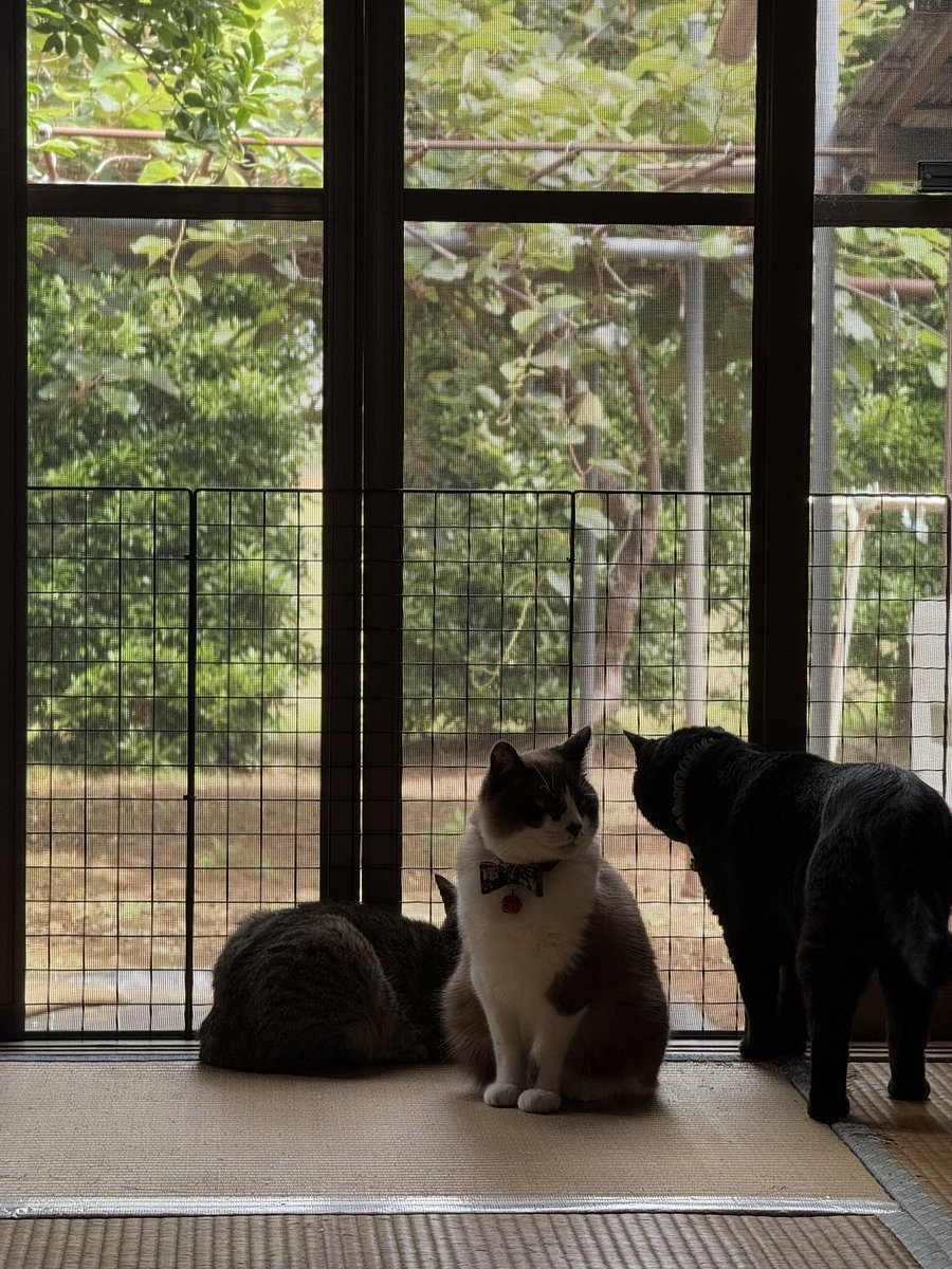 sasuke_with_C's tweet photo. 庭にいるスズメをみんなで眺めてるバードウォッチングキャットたち
ちょっと飽きてる2匹…笑
#猫が居る暮らし https://t.co/DWpkIDHDxO