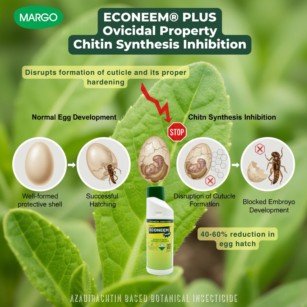 PJMARGOBIO's tweet photo. Ovicidal Property of Azadirachtin-based Botanical Insecticides – ECONEEM® PLUS
ಕೈಟಿನ್ ಸಂಶ್ಲೇಷಣೆಯ ತಡೆ
· ಕ್ಯೂಟಿಕಲ್ ರಚನೆ ಹಾಗೂ ಅದರ ಸರಿಯಾದ ಗಟ್ಟಿಯಾಗುವಿಕೆಯನ್ನು ವ್ಯತ್ಯಯಗೊಳಿಸುತ್ತದೆ
· ಮೊಟ್ಟೆ ಹೊರಬರುವಿಕೆಯಲ್ಲಿ 40–60% ಇಳಿಕೆ ಉಂಟಾಗುತ್ತದೆ
#MargoBiocontrols #PJMargo #OVICIDAL #MARGO https://t.co/tYYzVuQxtu