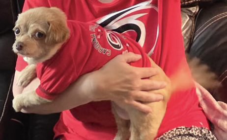 RunningforMyGod's tweet photo. @PhilSledge Watching last night’s Carolina Hurricanes hockey game on tv. 
Notice the turbo tail wag. We were happy about our win! https://t.co/HO7Om4SuH5