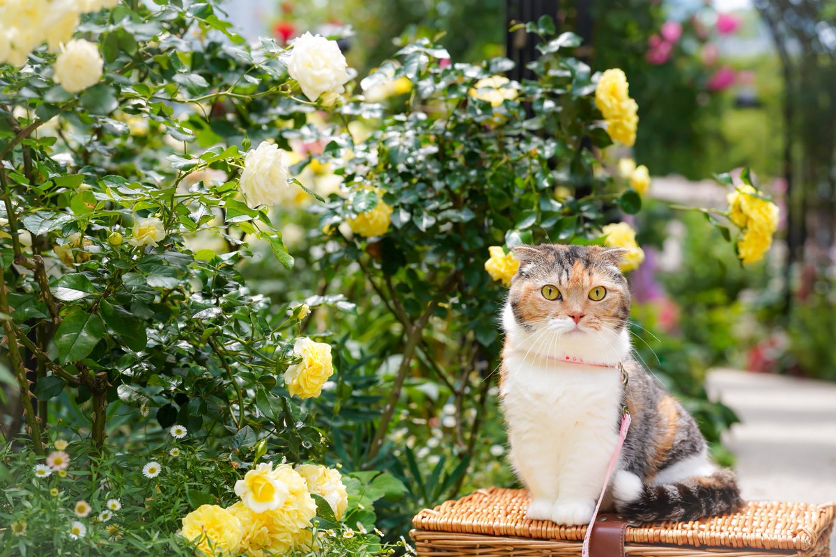 koyumiyu_cats's tweet photo. 5月も今日で終わり
あっと言う間だったにゃ✨

みゆき🐈🌹

#猫好きさんと繋がりたい
#写真好きな人と繋がりたい https://t.co/KdyAW1NqYC