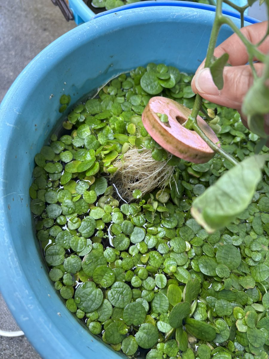 marubane's tweet photo. 色々あって折れたトマトの葉をメダカのバケツに刺したらこうなってた。
葉しかないから歯がゴツゴツし出したw https://t.co/vaeZklPUmK
