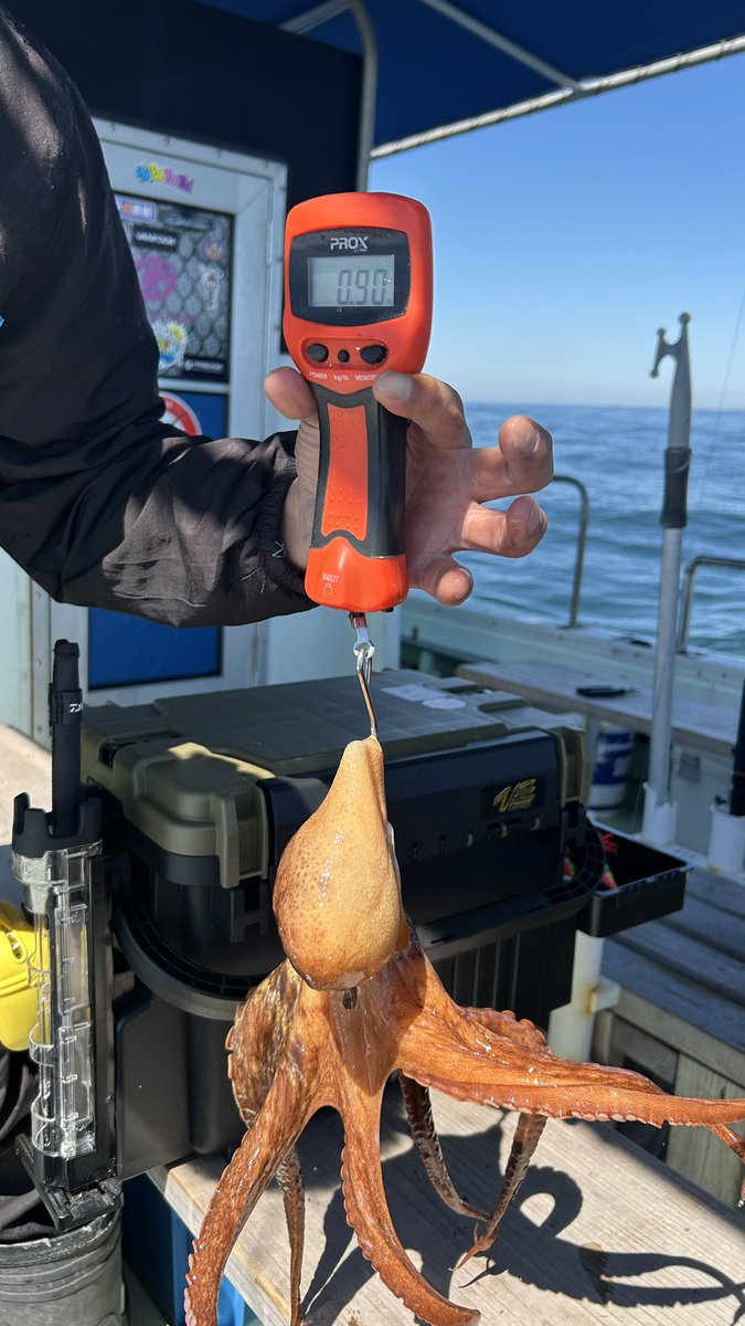 13Cycle's tweet photo. 昨日はタコ釣りで明石沖へ⛴️
(2026.5.30  大潮)

釣果は28杯(リリース11杯)で竿頭になれました⭐️

水温も上がってきてタコの活性が上がってきましたが、まだリリースサイズが多かったです。
1番大きいので900グラムでした🐙

当たりも多く楽しい1日になりました‼️

次はキロアップを釣りたいな🐙 https://t.co/qdamPB9UWq