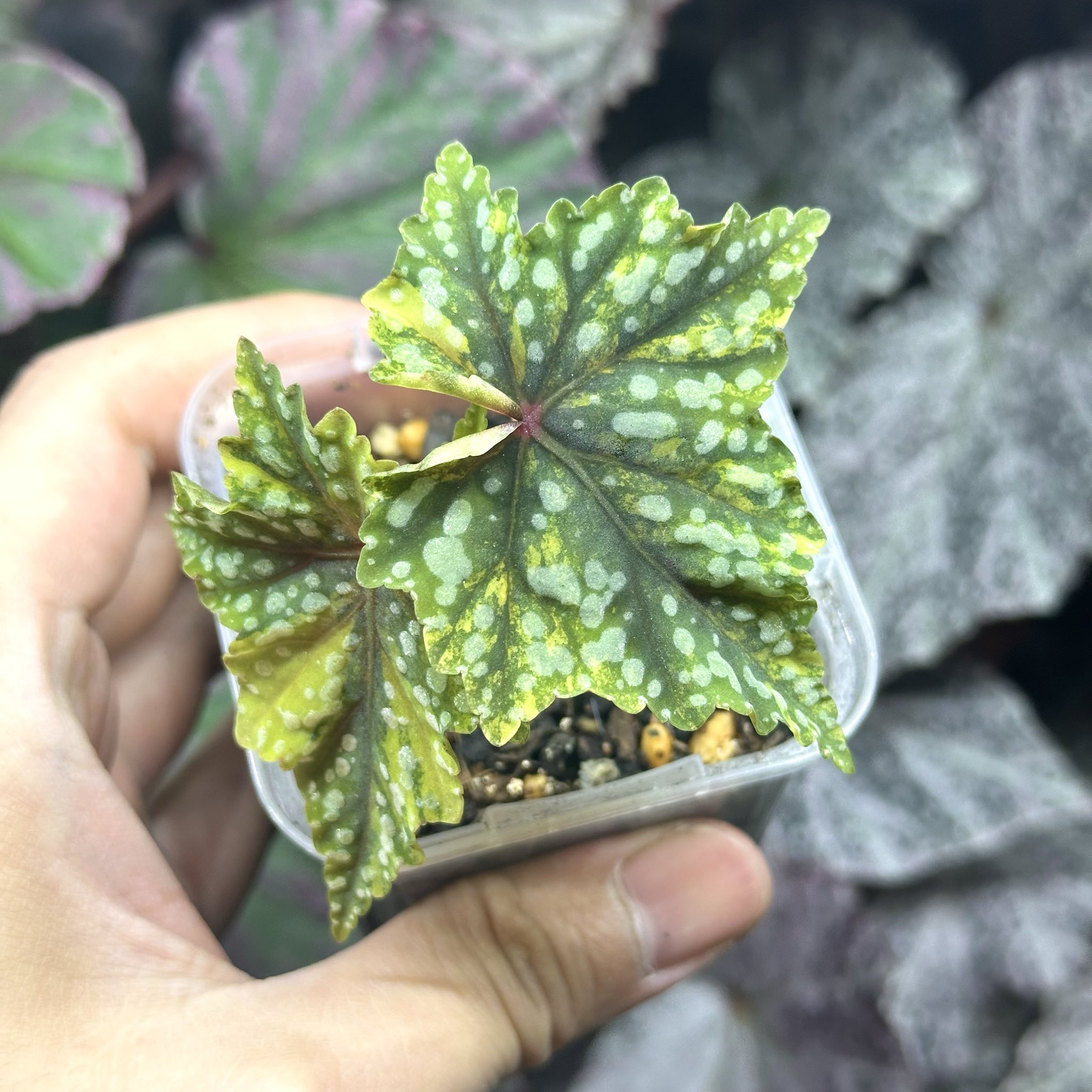 ベゴニア マクラータ ピンク斑入り 美株 成長点4個付き Begonia