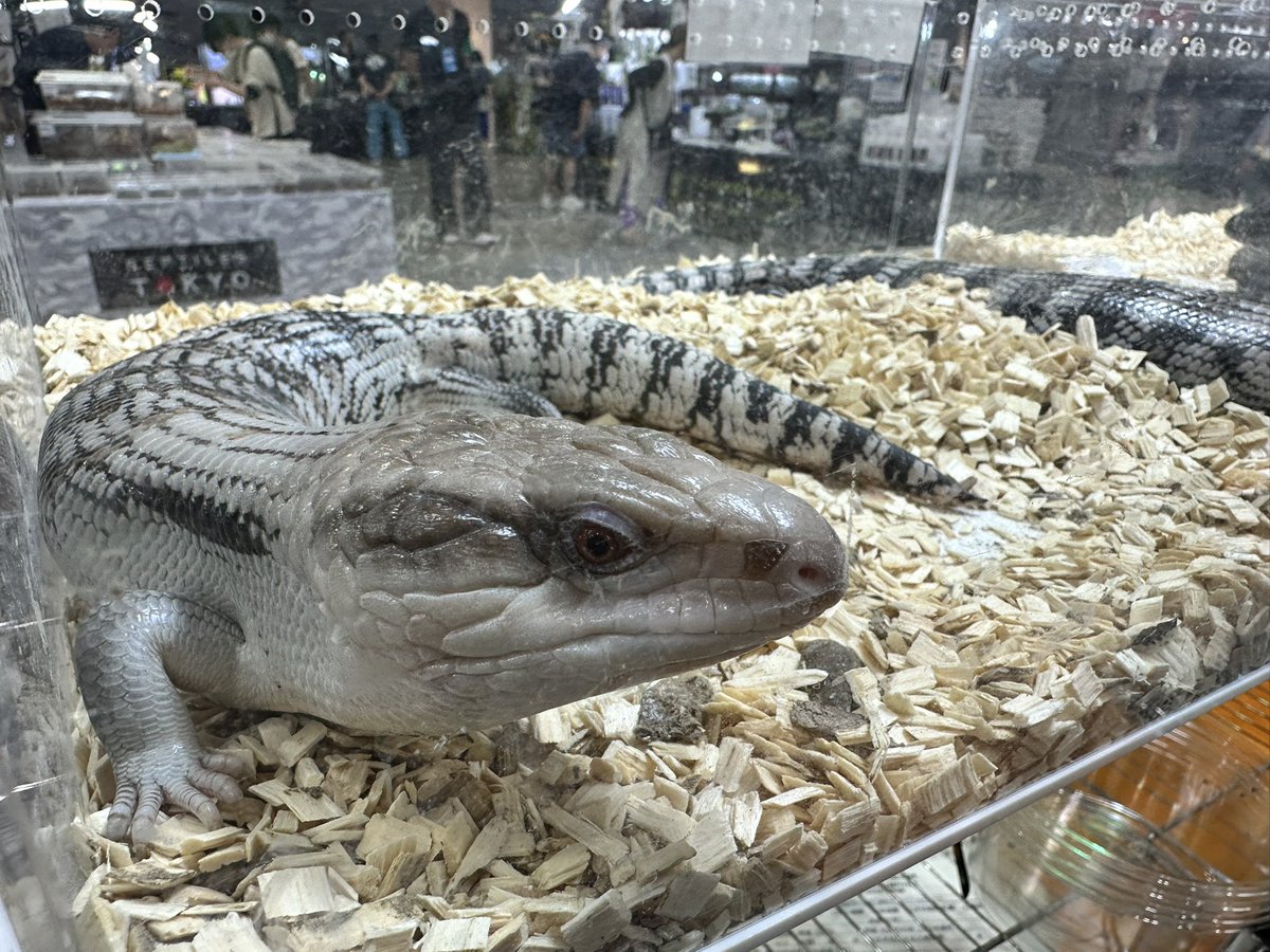 Daruma_reptiles's tweet photo. 九州爬虫類フェス最終日開場しました！
最終日もよろしくお願いします🙇 https://t.co/c30UBxNc6a