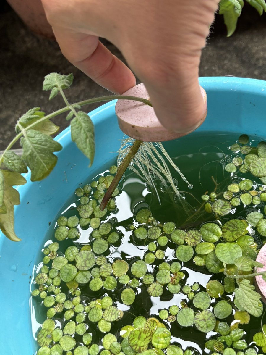 marubane's tweet photo. そして脇芽で水耕栽培でるんじゃね？ってことでメダカの水換えしないで済むと期待して始めました。 https://t.co/IVk082kU1D
