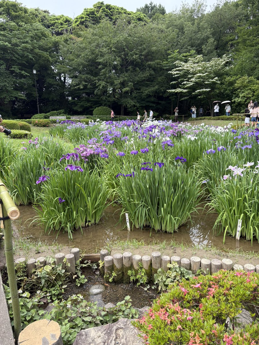 rumi415's tweet photo. 二の丸庭園
花菖蒲が満開でした。
輝く鯉が高貴で皇居らしい。 https://t.co/LVrrwepDk6