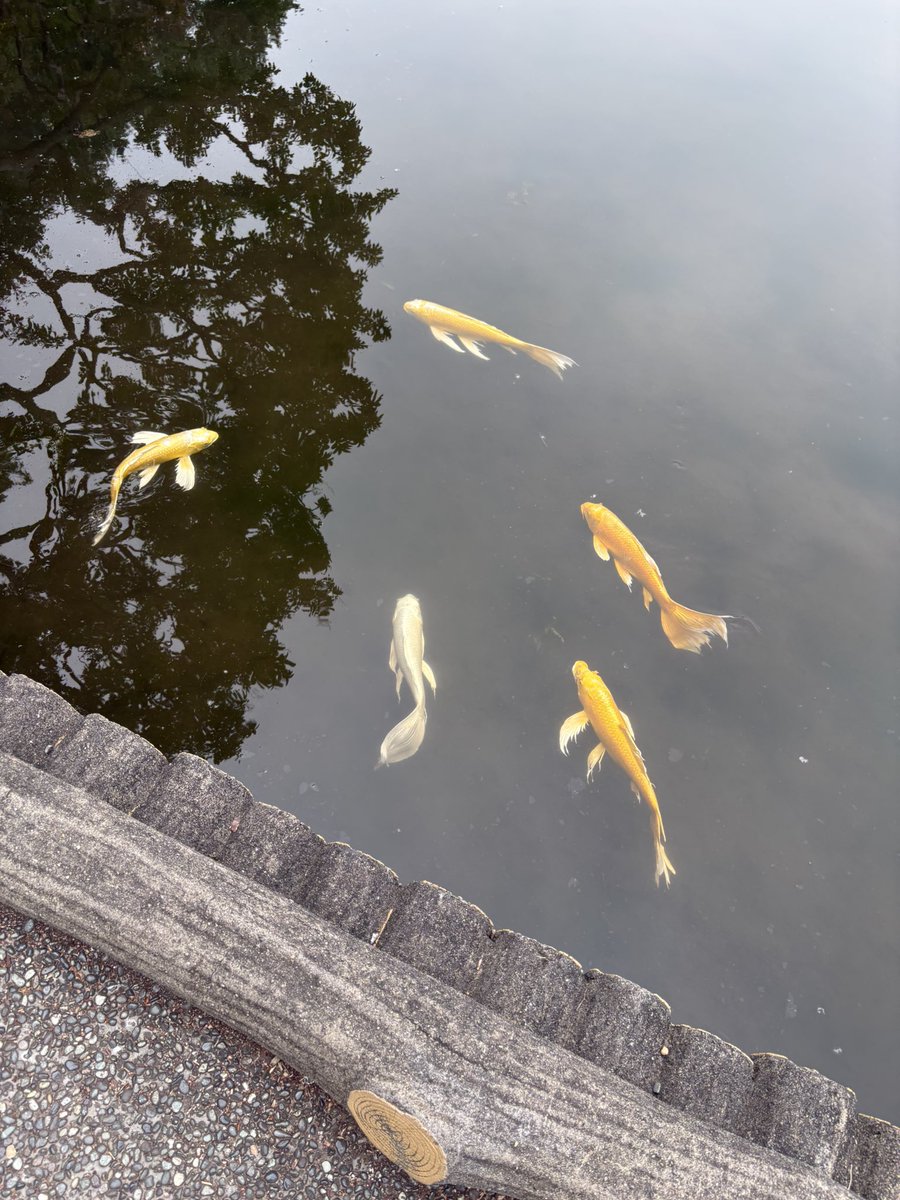rumi415's tweet photo. 二の丸庭園
花菖蒲が満開でした。
輝く鯉が高貴で皇居らしい。 https://t.co/LVrrwepDk6