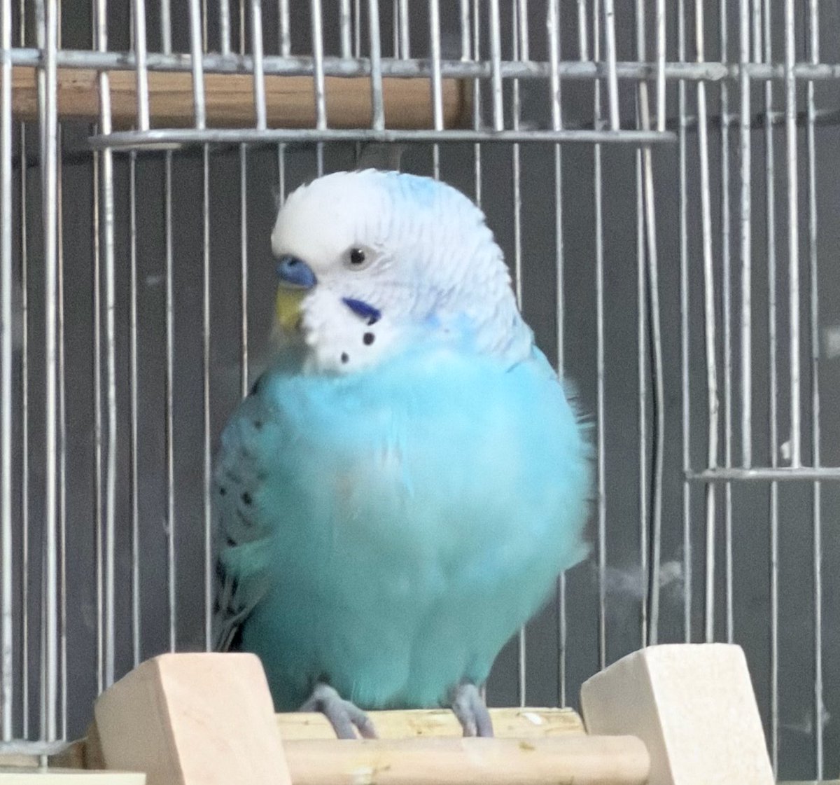 sandy_wity's tweet photo. うちのインコに毎日のように「いいか？お前が外に出て行っても幸せに生きていける場所なんて何処にもねぇかんな？絶対外になんか行かないでうちにずっといるんだぞ」と言いづけていたのが功を奏したのか肩にいても玄関の方に向かうと必ず自分から離れて行くようになりました
頭が良い
#セキセイインコ https://t.co/zSRwjcJQs9