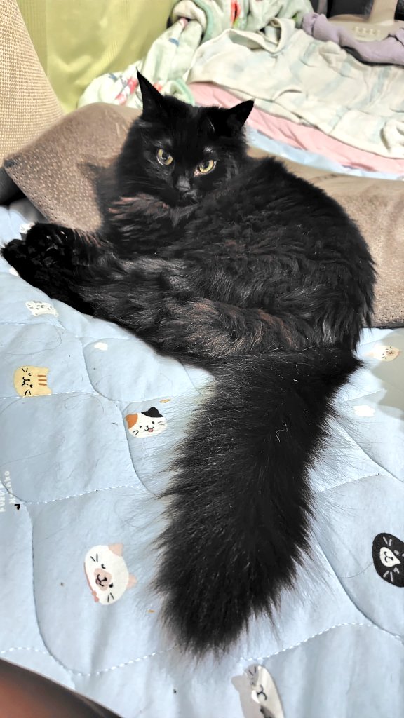 やっぱりママノコシマクラダイスキーちゃん #黒猫ひーちゃん #黒モフの