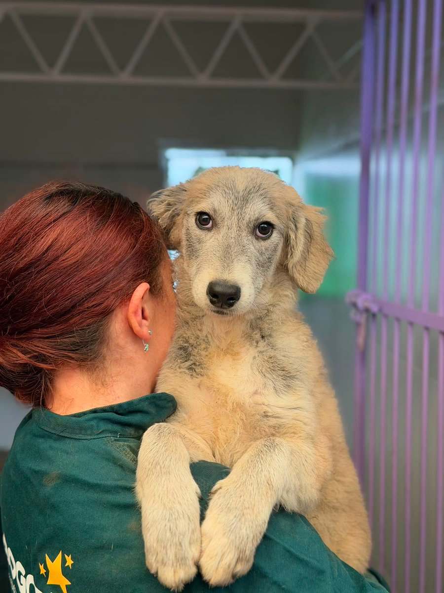 YMFajardo1106's tweet photo. Querida comunidad. Están buscando hogares de paso en @AnimalesBOG al tener tantos animales, los rescates se hacen más difíciles, por eso la ayuda de la comunidad es importante. Estos son unos de los pequeños que buscan un hogar temporal o definitivo. @MONYRODRIGUEZOF @ismene2 https://t.co/xrvooQhBZU