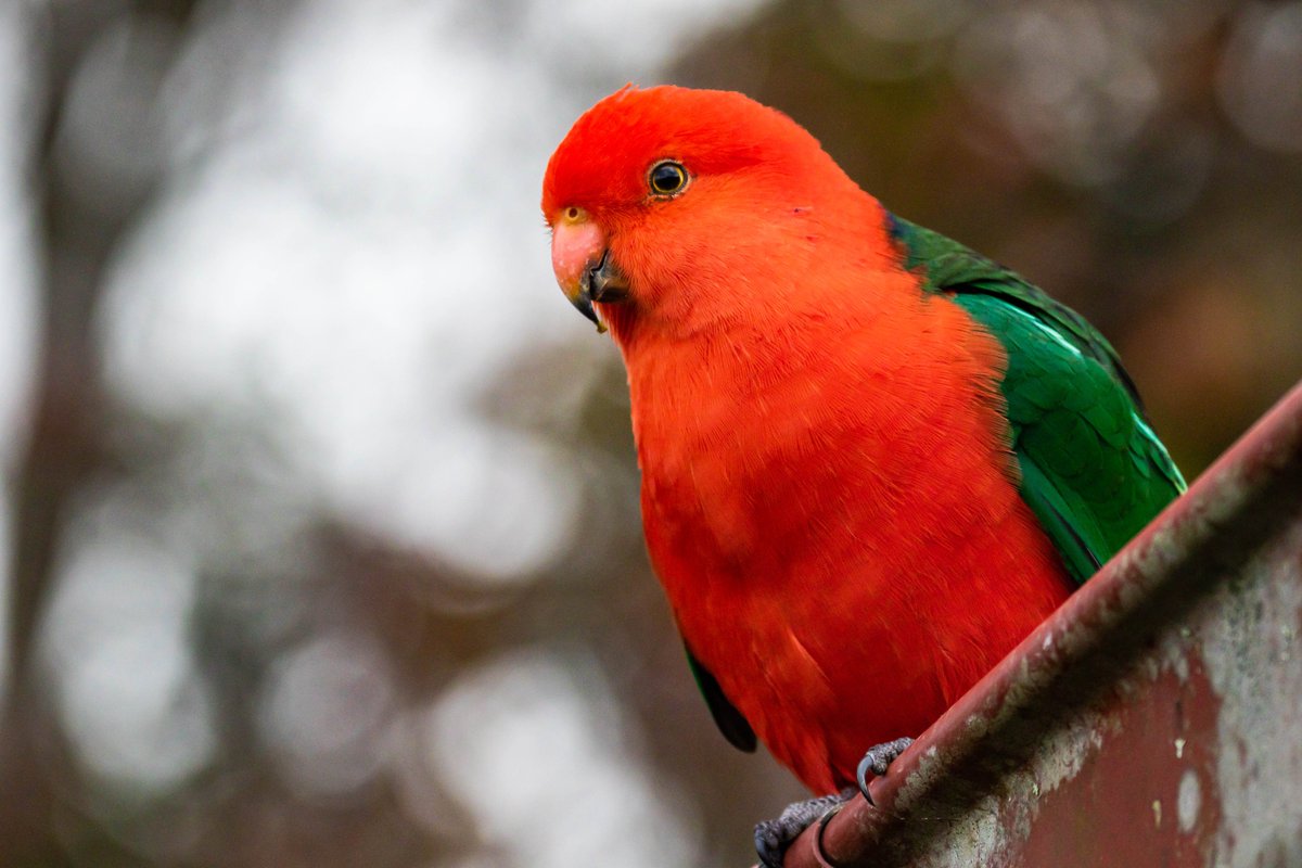 patsplanet's tweet photo. Today is World Parrot Day. Let us celebrate these beautiful birds by posting their pictures. Here is a King Parrot. https://t.co/MKDNBkQXa3