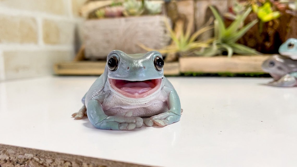 PIYO_KAERU's tweet photo. カエルの笑顔かわいいよね🐸 https://t.co/i9FkTdILdz