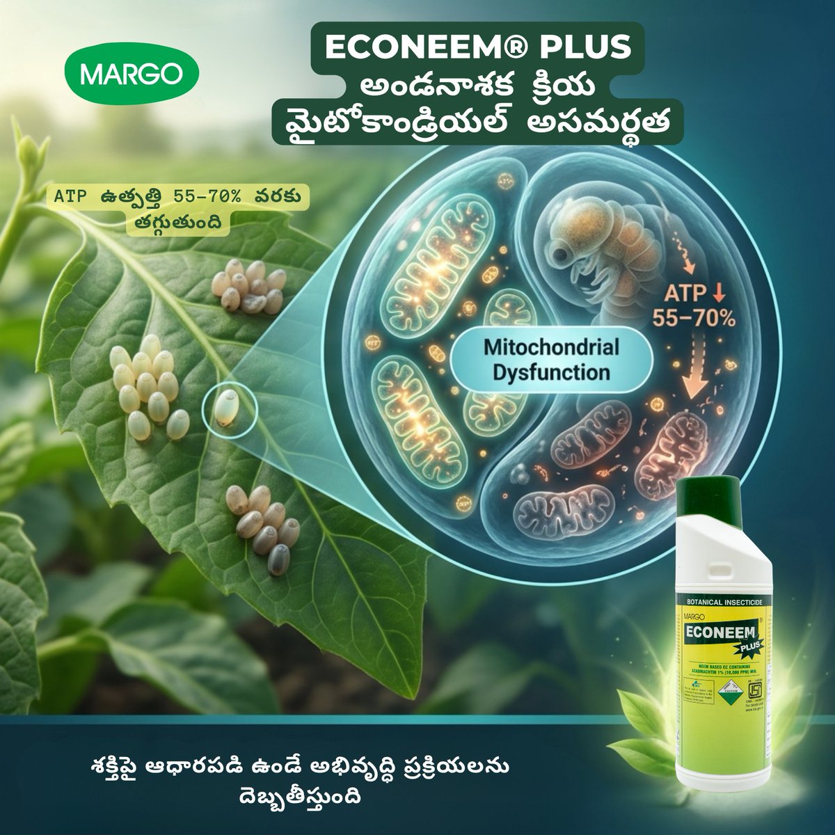 PJMARGOBIO's tweet photo. Ovicidal Property of Azadirachtin-based Botanical Insecticides – ECONEEM® PLUS
మైటోకాండ్రియల్ అసమర్థత
· ATP ఉత్పత్తి 55–70% వరకు తగ్గుతుంది
· శక్తిపై ఆధారపడి ఉండే అభివృద్ధి ప్రక్రియలను దెబ్బతీస్తుంది
#MargoBiocontrols #PJMargo #Biosolutions #agriculture #IPM #OVICIDAL #MARGO https://t.co/eXVAx8VSln