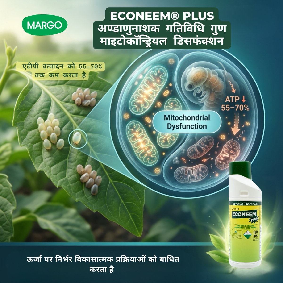PJMARGOBIO's tweet photo. Ovicidal Property of Azadirachtin-based Botanical Insecticides – ECONEEM® PLUS
మైటోకాండ్రియల్ అసమర్థత
· ATP ఉత్పత్తి 55–70% వరకు తగ్గుతుంది
· శక్తిపై ఆధారపడి ఉండే అభివృద్ధి ప్రక్రియలను దెబ్బతీస్తుంది
#MargoBiocontrols #PJMargo #Biosolutions #agriculture #IPM #OVICIDAL #MARGO https://t.co/eXVAx8VSln