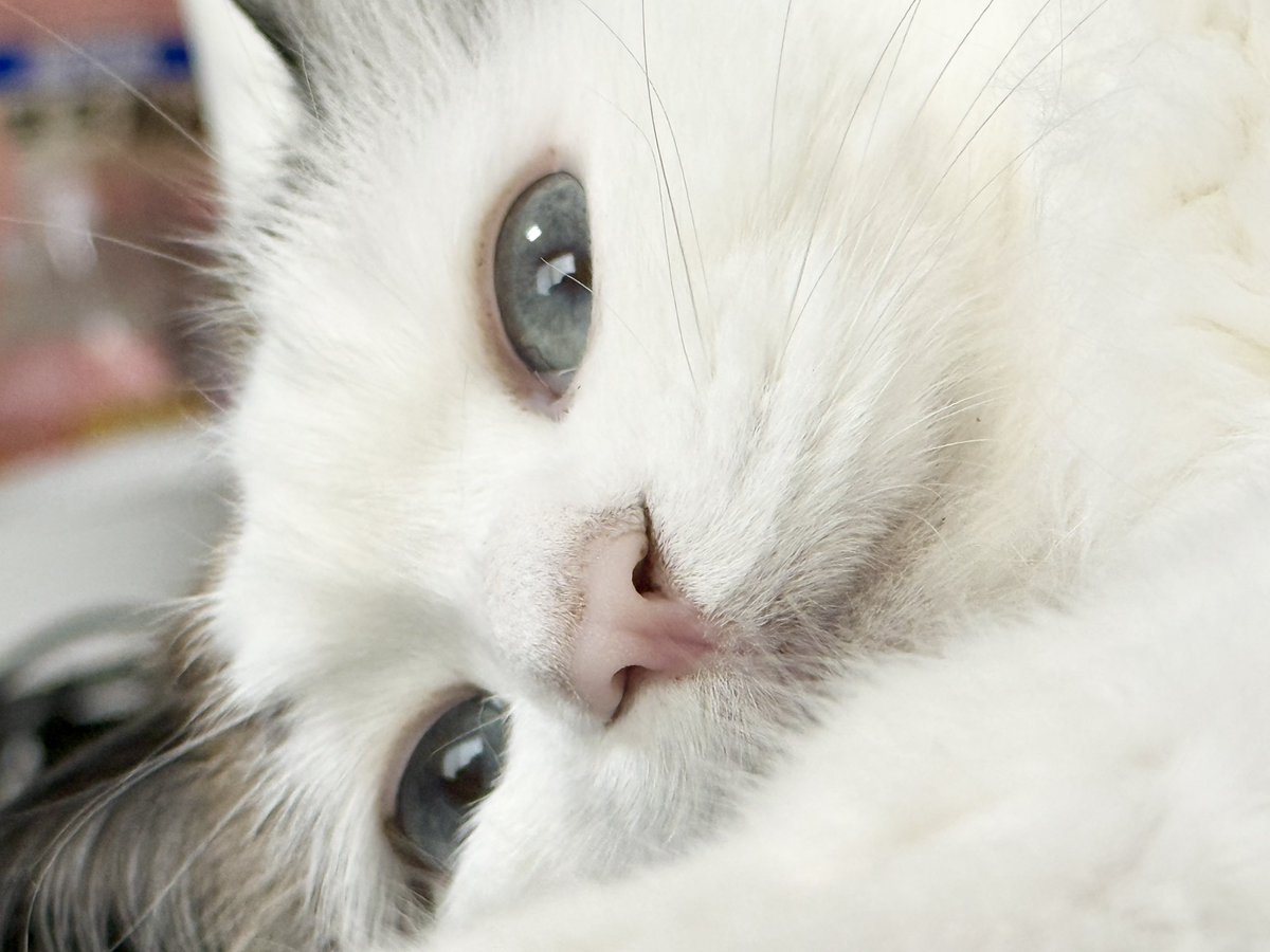 k2_k2trip's tweet photo. 報告遅れました
お納めください

猫（すーちゃん）です
空虚 https://t.co/LwdnCv3WfK