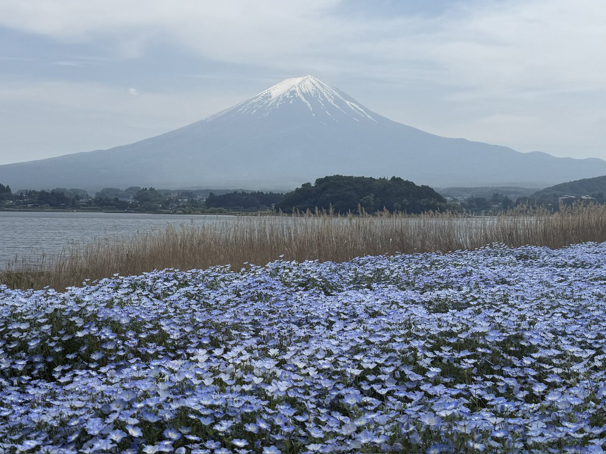 YoutubeSix's tweet photo. ネモフィラと富士山 https://t.co/KoroHbeORR