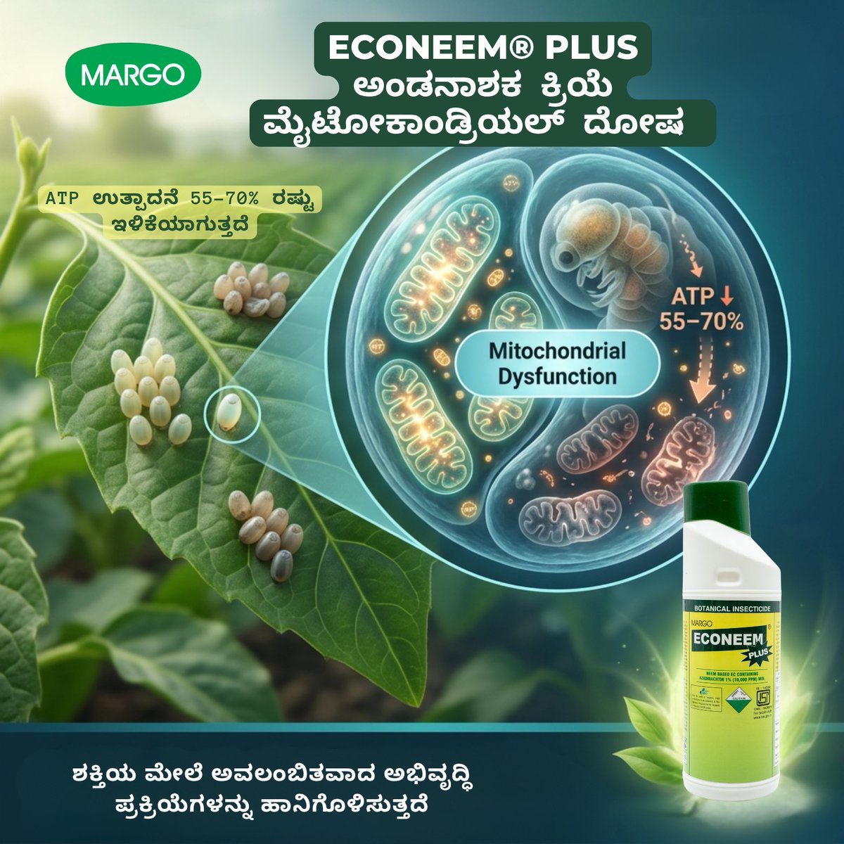 PJMARGOBIO's tweet photo. Ovicidal Property of Azadirachtin-based Botanical Insecticides – ECONEEM® PLUS
ಮೈಟೋಕಾಂಡ್ರಿಯಲ್ ದೋಷ
· ATP ಉತ್ಪಾದನೆ 55–70% ರಷ್ಟು ಇಳಿಕೆಯಾಗುತ್ತದೆ
· ಶಕ್ತಿಯ ಮೇಲೆ ಅವಲಂಬಿತವಾದ ಅಭಿವೃದ್ಧಿ ಪ್ರಕ್ರಿಯೆಗಳನ್ನು ಹಾನಿಗೊಳಿಸುತ್ತ���ೆ
#MargoBiocontrols #PJMargo #Biosolutions #IPM #OVICIDAL #MARGO https://t.co/SpbrfgdGST