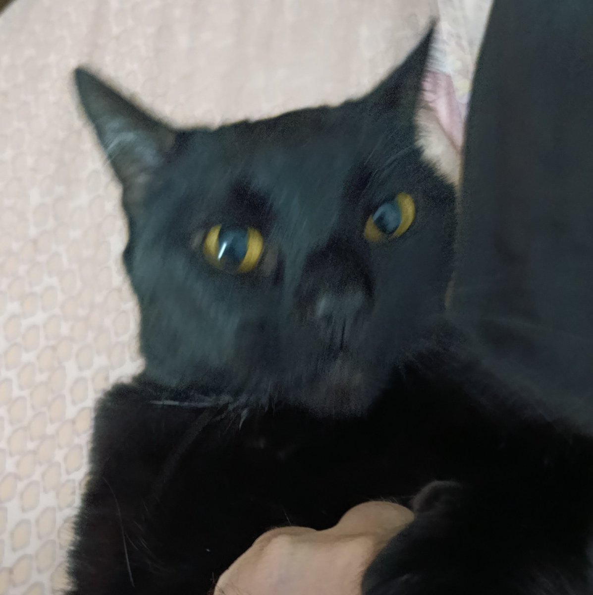 ClonAx05ok's tweet photo. 🐈‍⬛ Yo // Videojuego del año en que nací 👾 https://t.co/RGidBIer6Z
