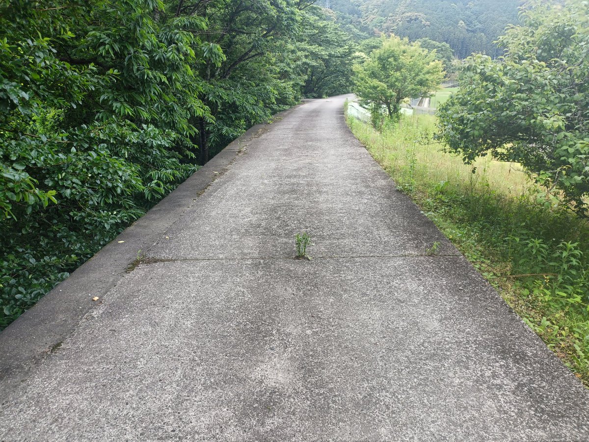 risetsan's tweet photo. ドラクエウォークをしながら山中の田舎道を歩いていたら
目の前の草が気になり
引き返してしまった
別に結界やら　トラップが有ると言う訳では無いのだが
嫌な感じがしてね………
何でだろ？ https://t.co/tWpQJ1K78G