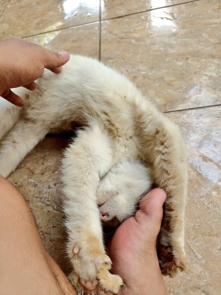 SugarBasedBaby's tweet photo. Udah 3 hari dia tidur di teras rumah, apakah akan menjadi anak adopsi wkwkwk 🤭
. https://t.co/p1higunDy6