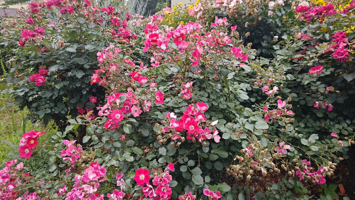 hyperkabu's tweet photo. 今日は、花を見に来ました！ https://t.co/ALEGocbiY0