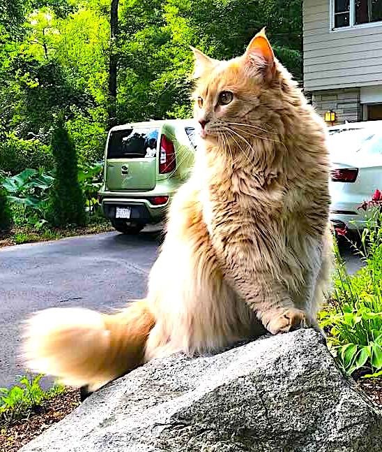 Cats and Kittens tweet media
