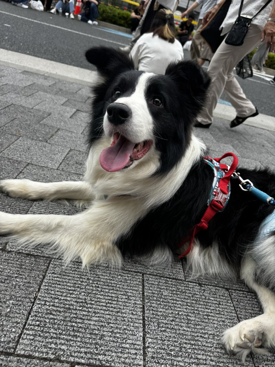 soutamonhan's tweet photo. お祭り犬
今日は法被なしですが
楽しそう！ https://t.co/HNESB7VrtL