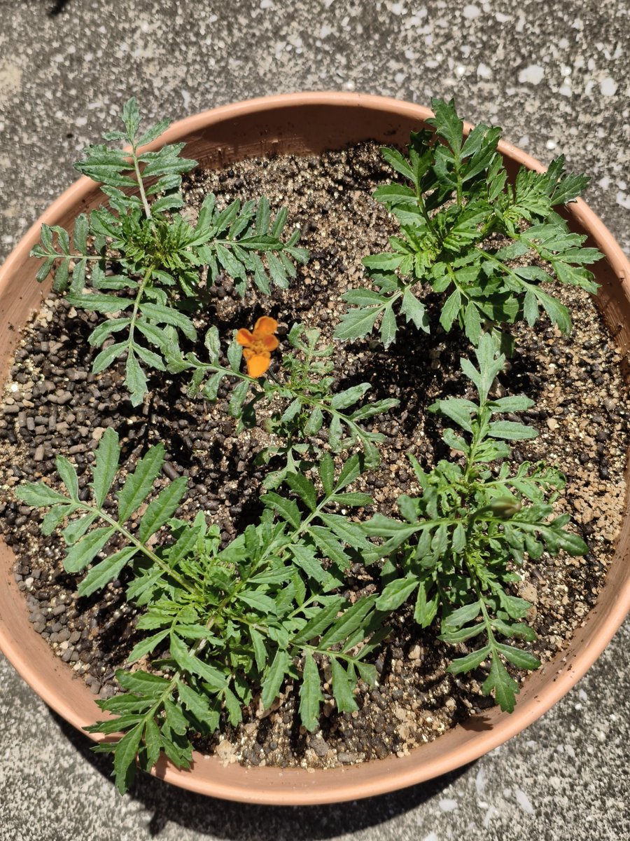 mukimuking0's tweet photo. すくすく育ってる🌱 https://t.co/nOh5EhjZiZ
