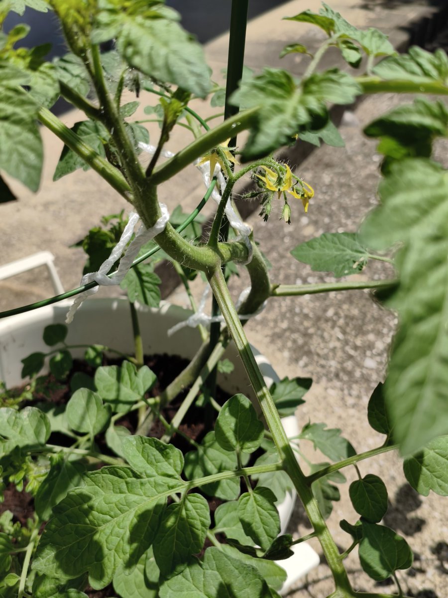 mukimuking0's tweet photo. すくすく育ってる🌱 https://t.co/nOh5EhjZiZ