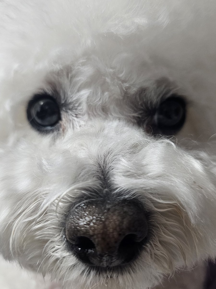 turtlevelly's tweet photo. 저는 저희집 강아지 얼빡샷을 정말 좋아해요 댓글로 좋아하는 사진 자랑해주세요 🐾 https://t.co/szk9eXmIkI