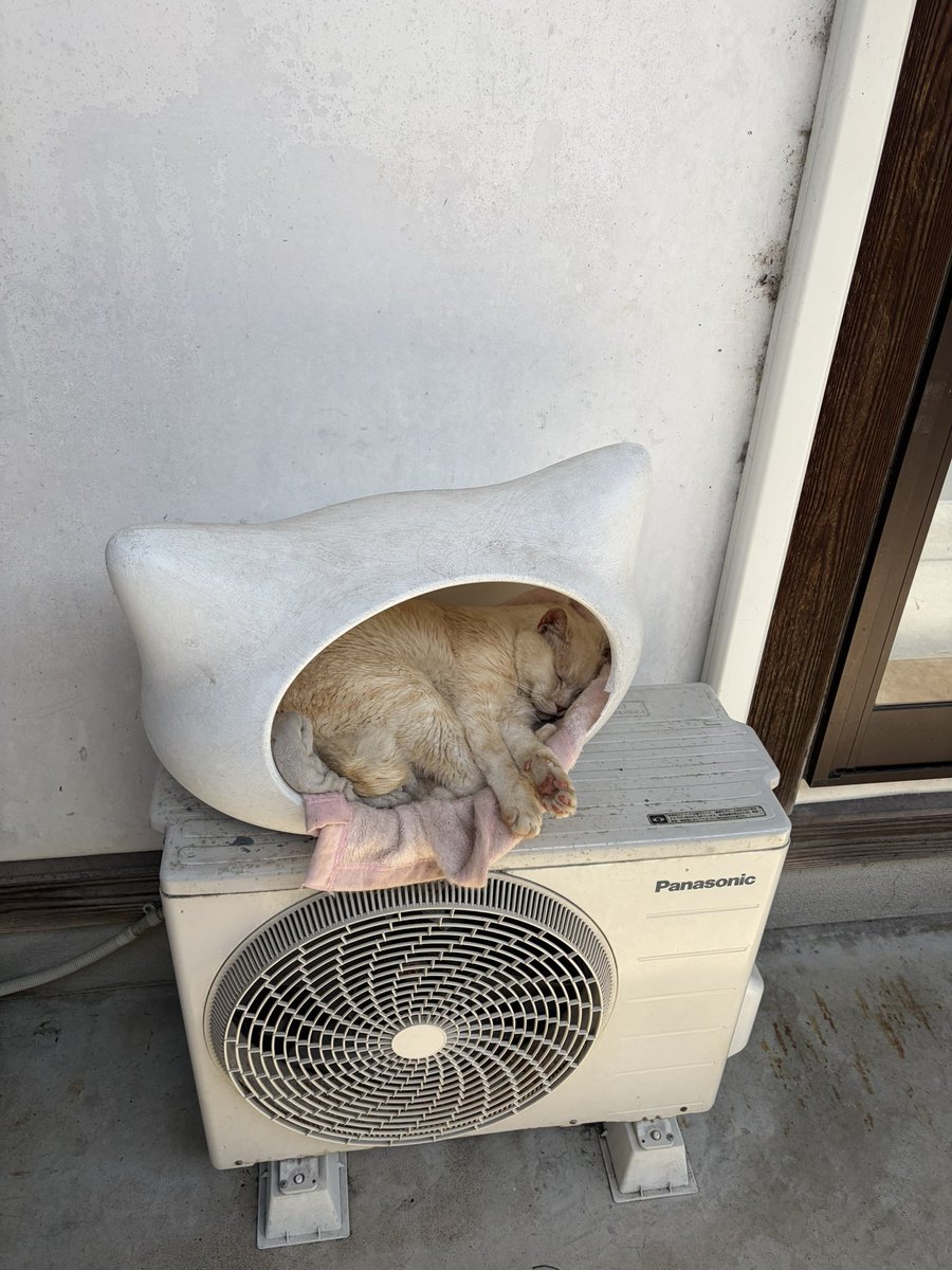 tarock4ag's tweet photo. 猫寺でお猫様の肉球をにぎにぎしてきた https://t.co/s9LsjKoI7J