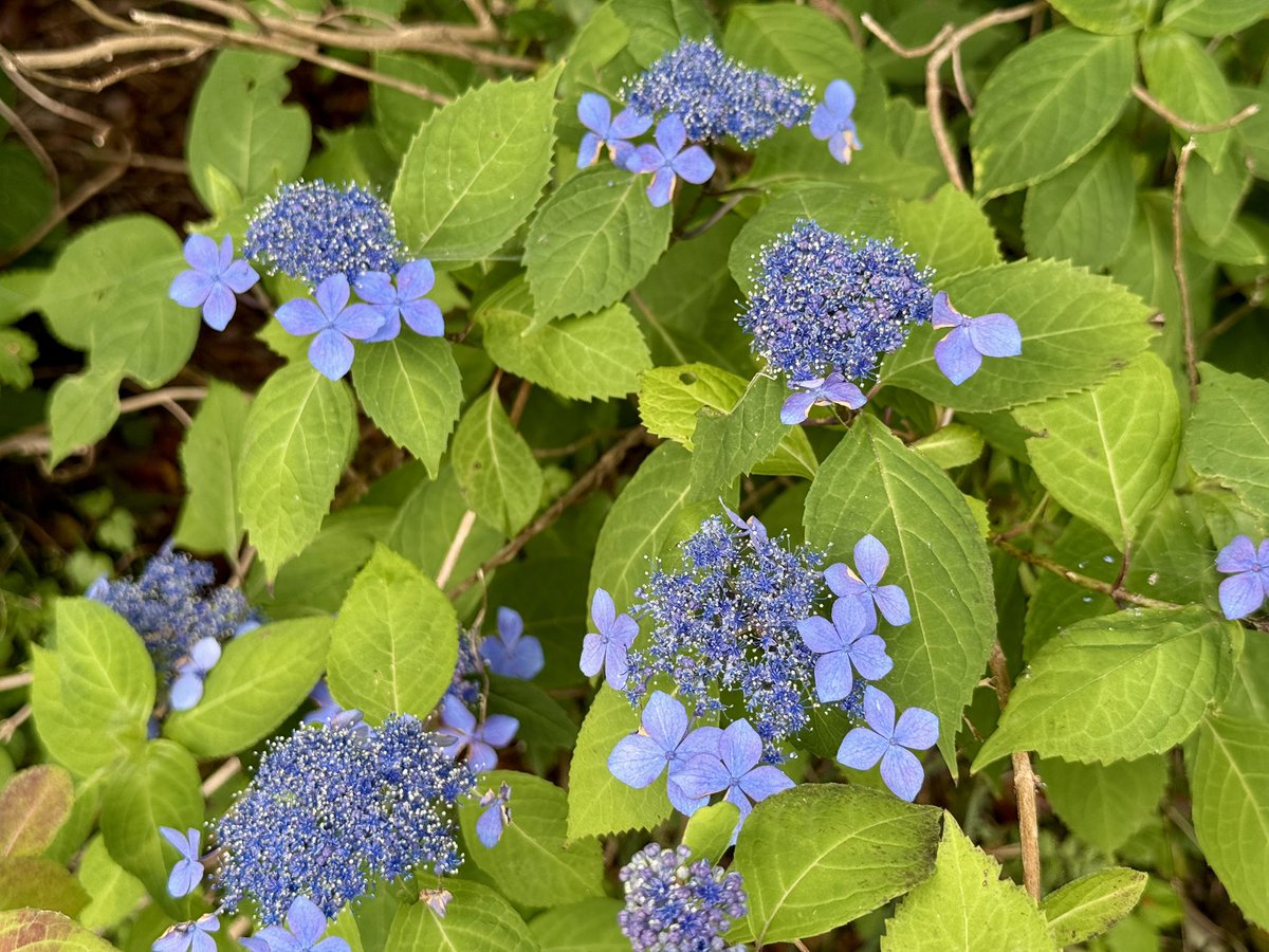 ponta_48's tweet photo. 本日のちょっくラン
そろそろ紫陽花

#ランニングチャンネル
#ランニンググループ
#ちょっくラン
#紫陽花 https://t.co/TbqGBOxust