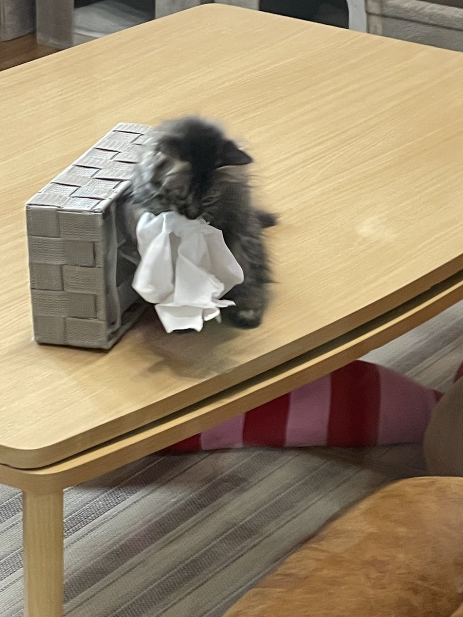 catcafemfmf's tweet photo. 朝から現行犯 https://t.co/7bTOwaJy5t