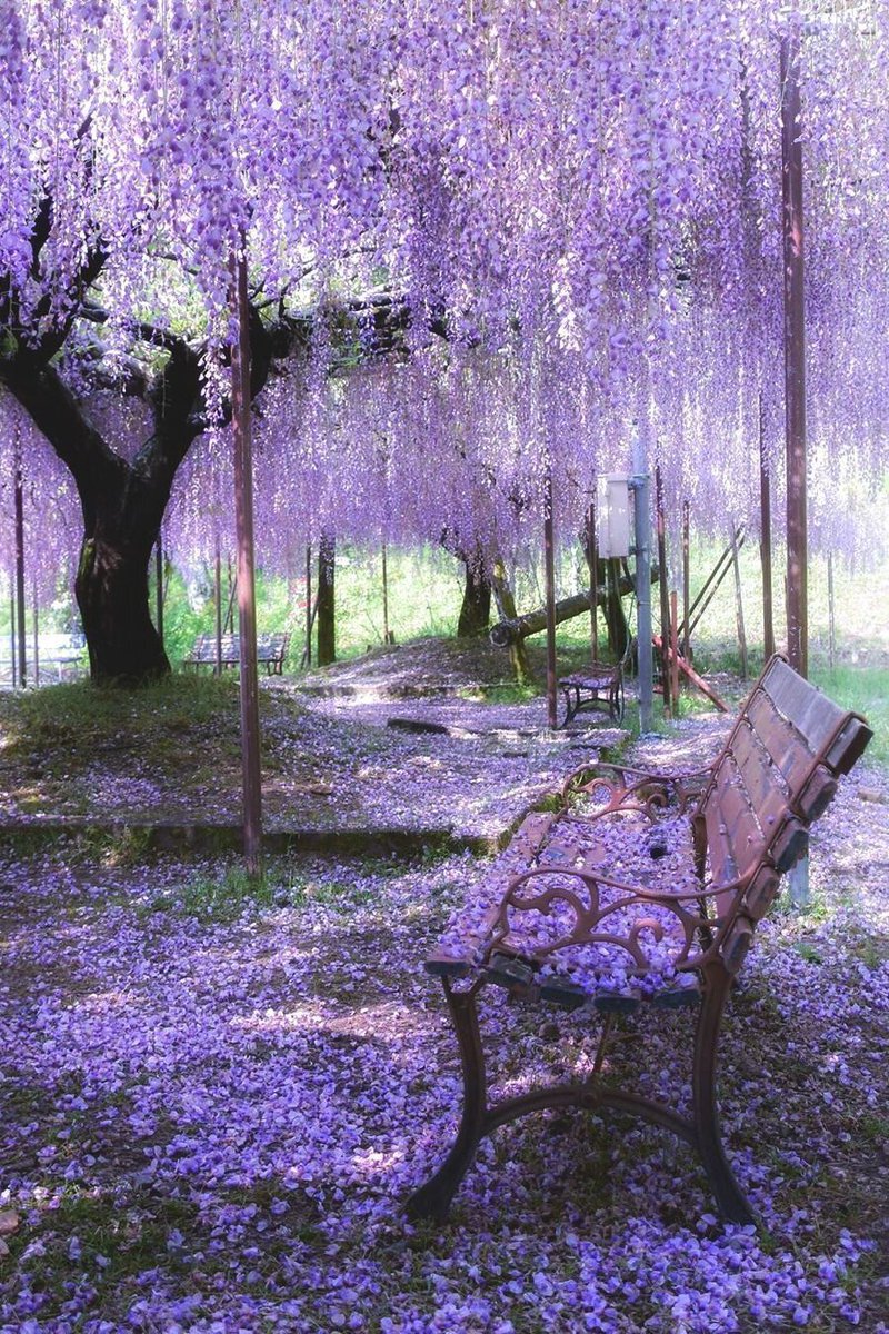 Jiya_med's tweet photo. wisteria trees are so dramatic https://t.co/6mTzFC19Cb