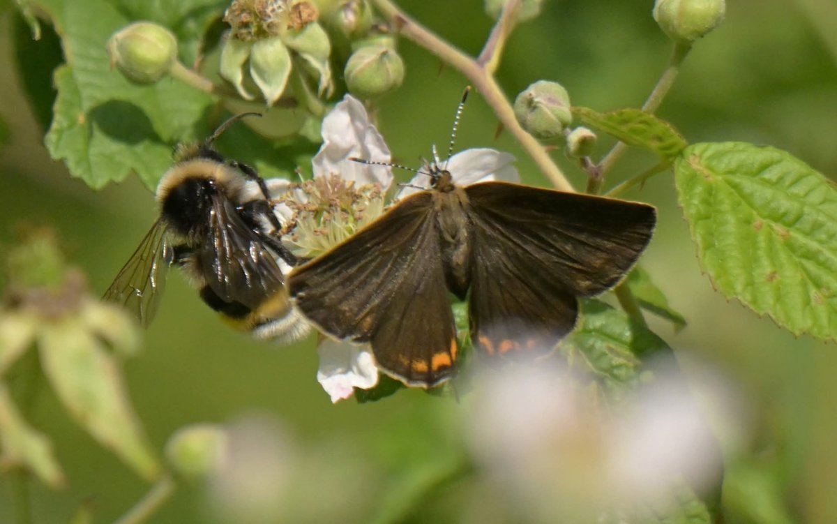 MundyStuart's tweet photo. Black  Hairstreaks at Glapthorn yesterday @BedsNthantsBC  @wildlifebcn https://t.co/GeqGI6oWgG