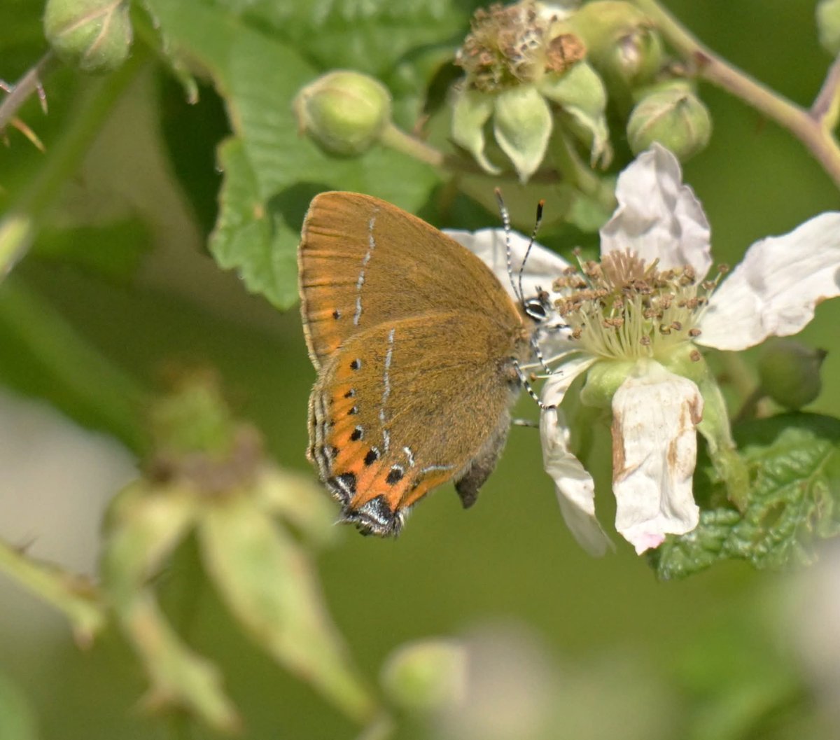 MundyStuart's tweet photo. Black  Hairstreaks at Glapthorn yesterday @BedsNthantsBC  @wildlifebcn https://t.co/GeqGI6oWgG