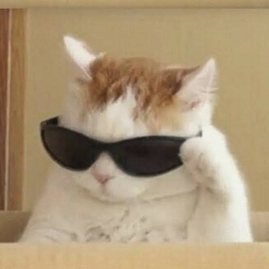 🐈⬛✨ tweet media