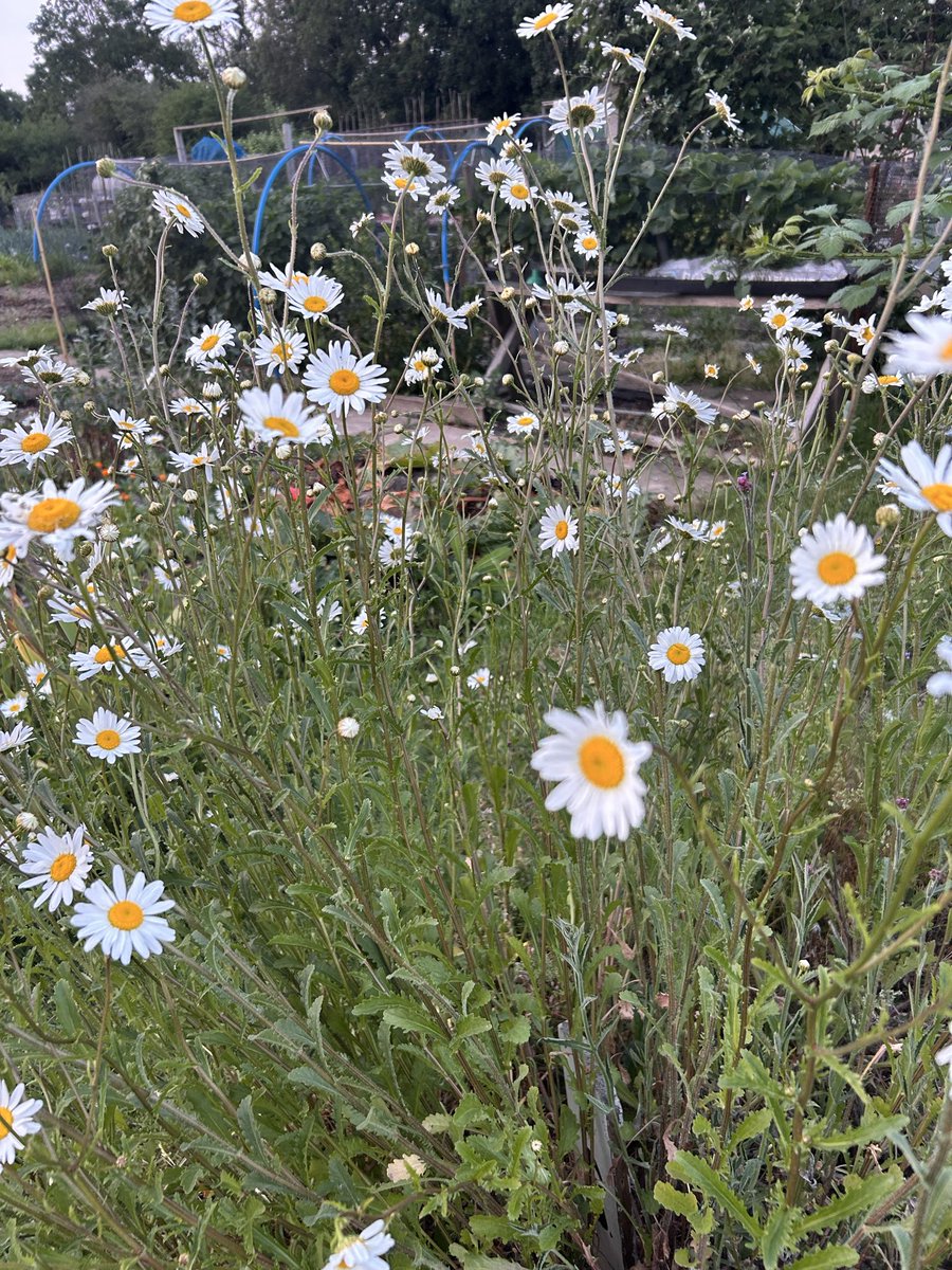 50notout's tweet photo. Allotment delights https://t.co/wFJTeaLcwH