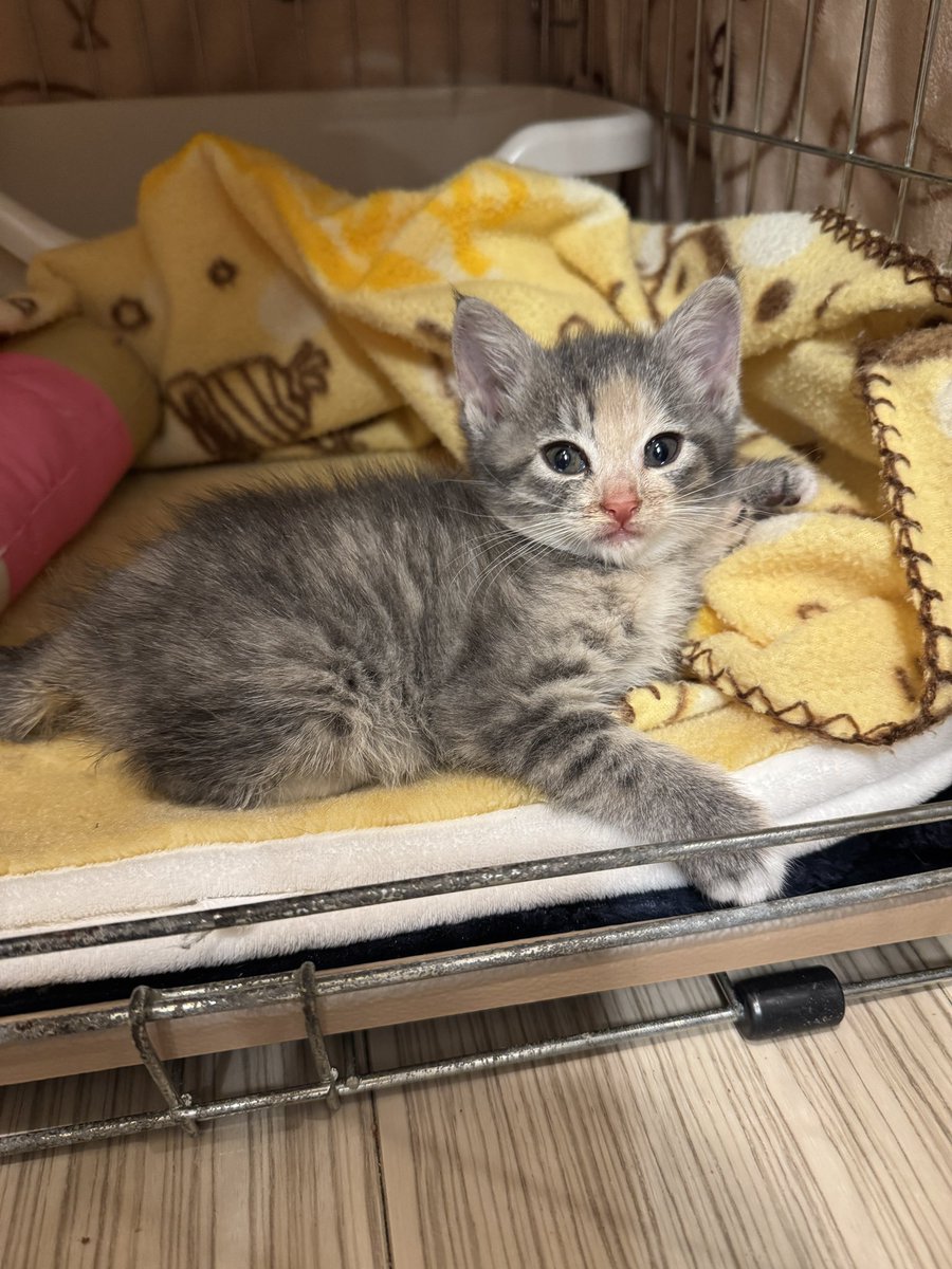 KR56029400's tweet photo. 新メンバー🐱　ナナちゃん
推定生後1ヶ月の三毛猫の女の子です👧
ナナちゃんはお外で元気がないところを保護され、歩くのが精一杯なほど動きが悪く痩せ細っていました。
ワクチン、ウイルス検査が完了後に里親様を募集予定です。
成長を見守っていただけたら幸いです🌱

#保護猫 #新メンバー https://t.co/dXDnVKt1D7